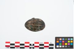 Foto von Bronzeortband (NHMW-PRAE-025481)